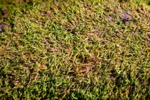 Zdjęcie do artykułu: Jak zwalczyć mech na trawniku?