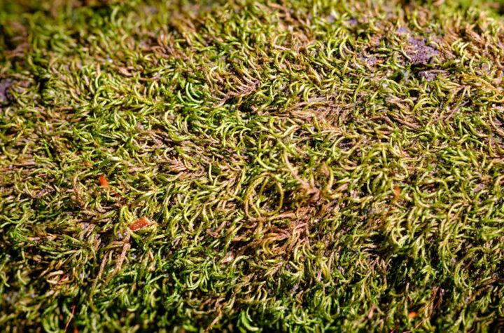 Zdjęcie do artykułu: Jak zwalczyć mech na trawniku?